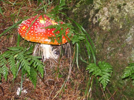 muscaria ?